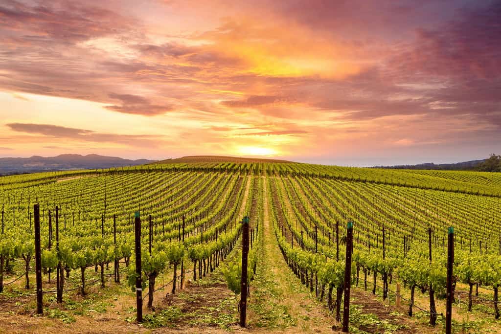 Napa vineyard