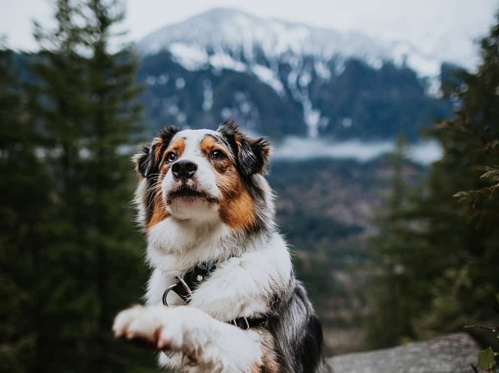Australian Shepherd named Koda shakes for the camera while standing amidst the North Cascades mountains