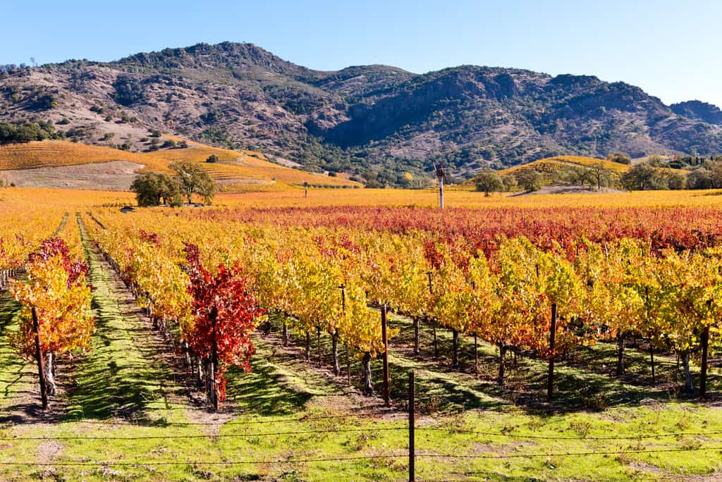 vineyard with autumn colored leaves and mountain hills in the background