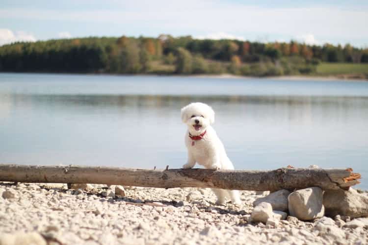 small white dog on a beach of a lake