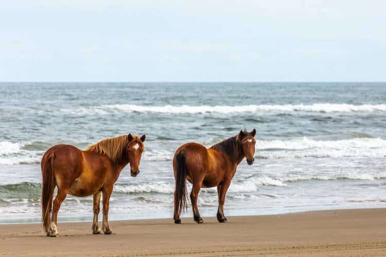 The best things to do on Hatteras Island