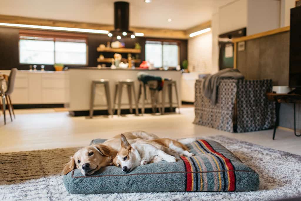 Two dogs laying on a bed together while staying at a pet-friendly vacation rental in California.
