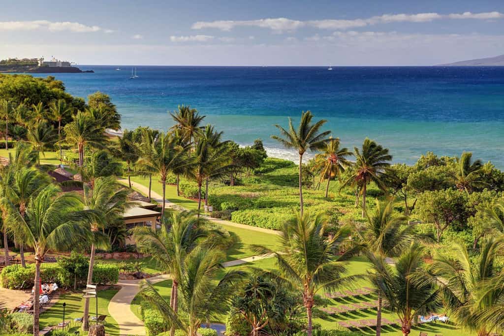 palm trees dot the beaches of maui
