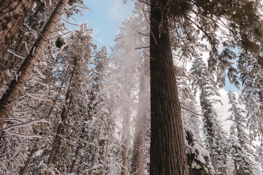 Tall frozen and snowy trees in McCall, ID.