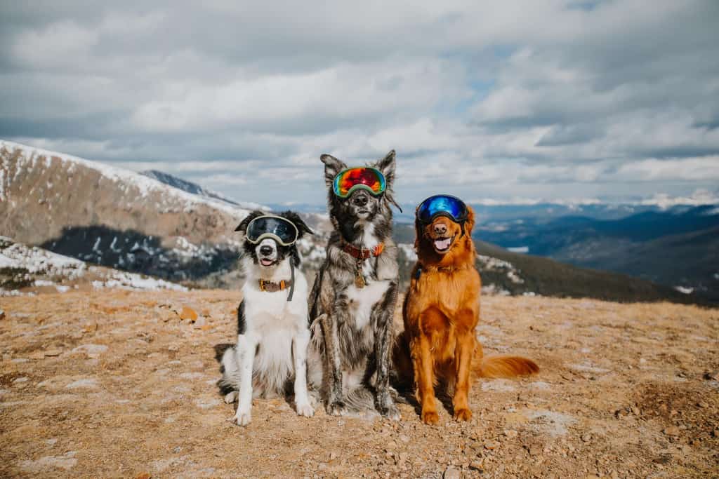 three adorable dogs wear ski goggles while posing for a mountain pic
