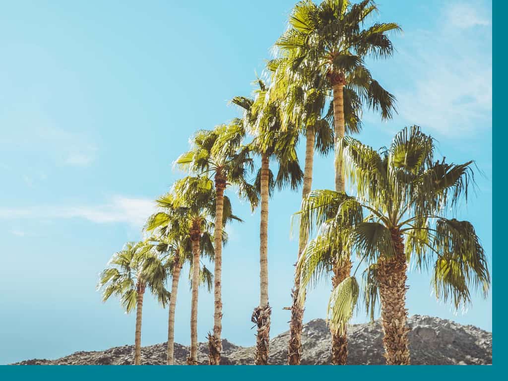 palm trees and blue skies in Palm Springs
