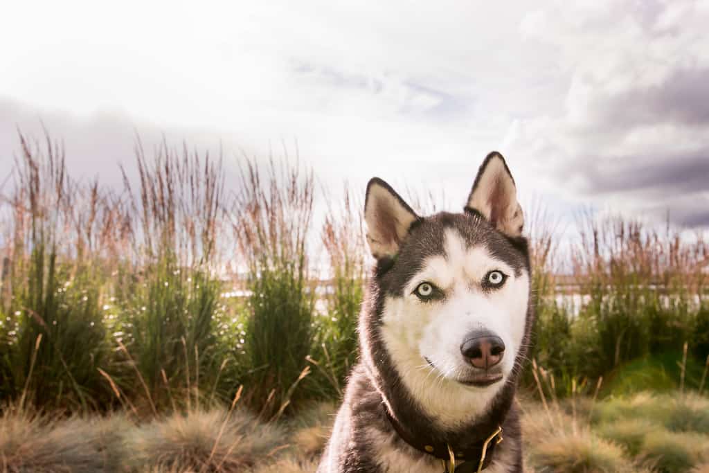 Siberian husky standing in front of beach grasses