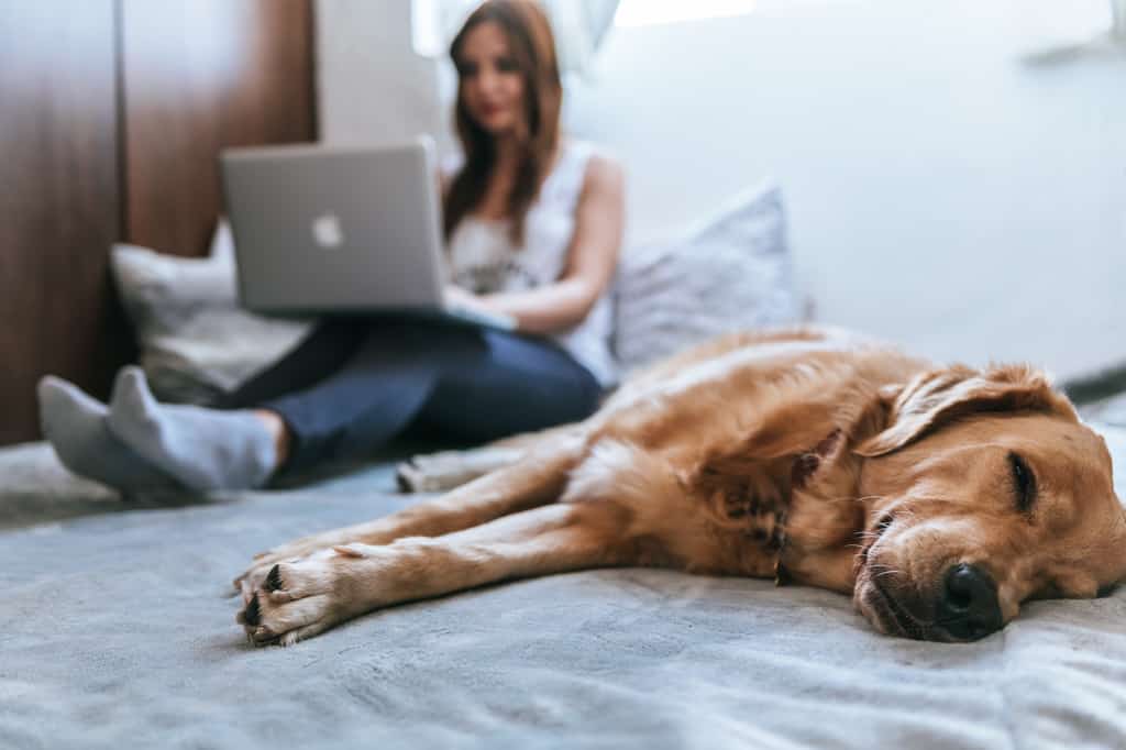 golden retriever naps on a bed while a woman works on her laptop
