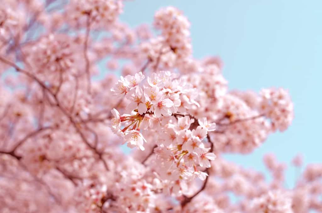 Cherry blossoms blooming.