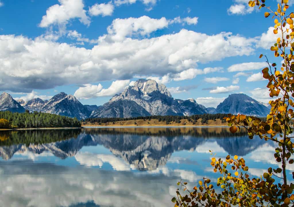 body of water in jackson hole beside golden tree with mountain views in the fall
