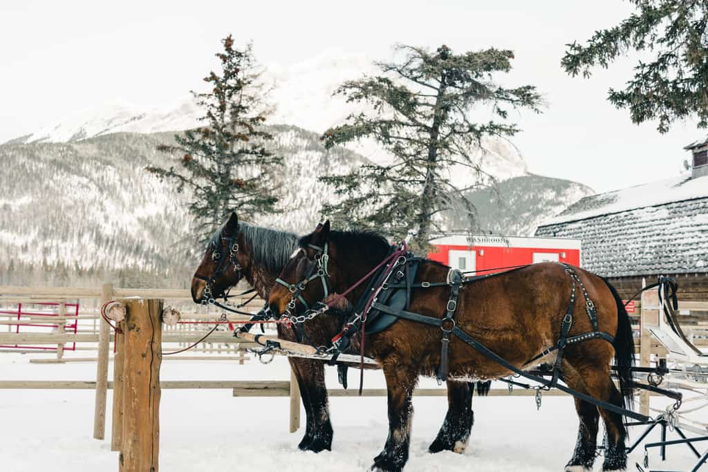 Horses in the snow.