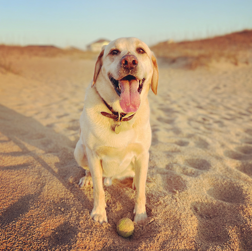 A dog named Archie