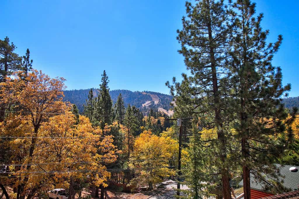 Pine trees surround beautiful Big Bear, CA