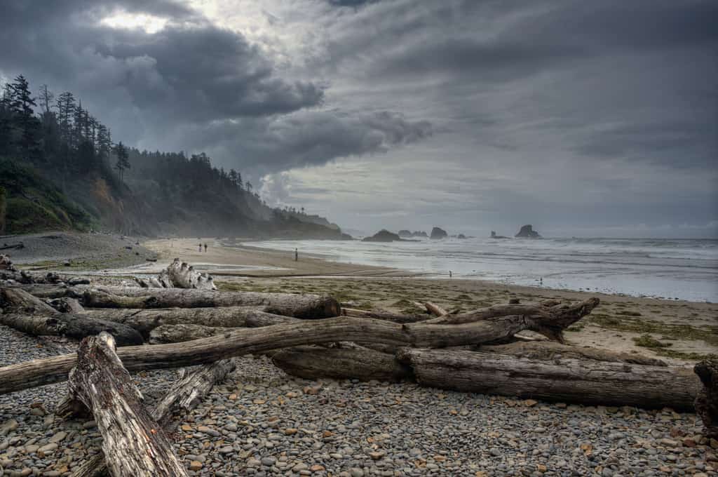 logs washed ashore on Indian Beach