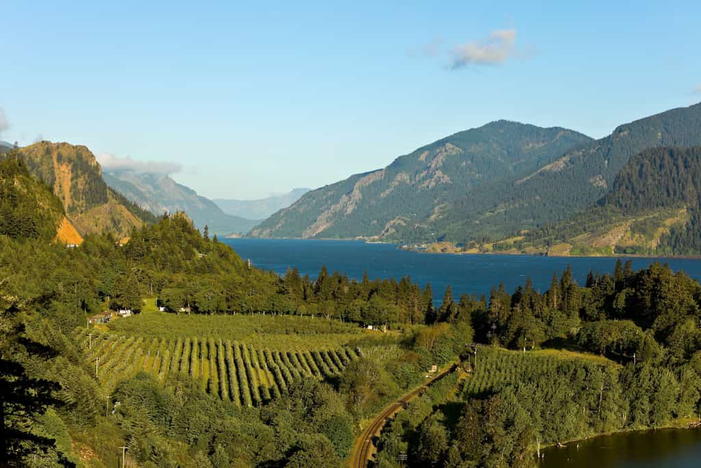 view of vineyards in columbia river gorge