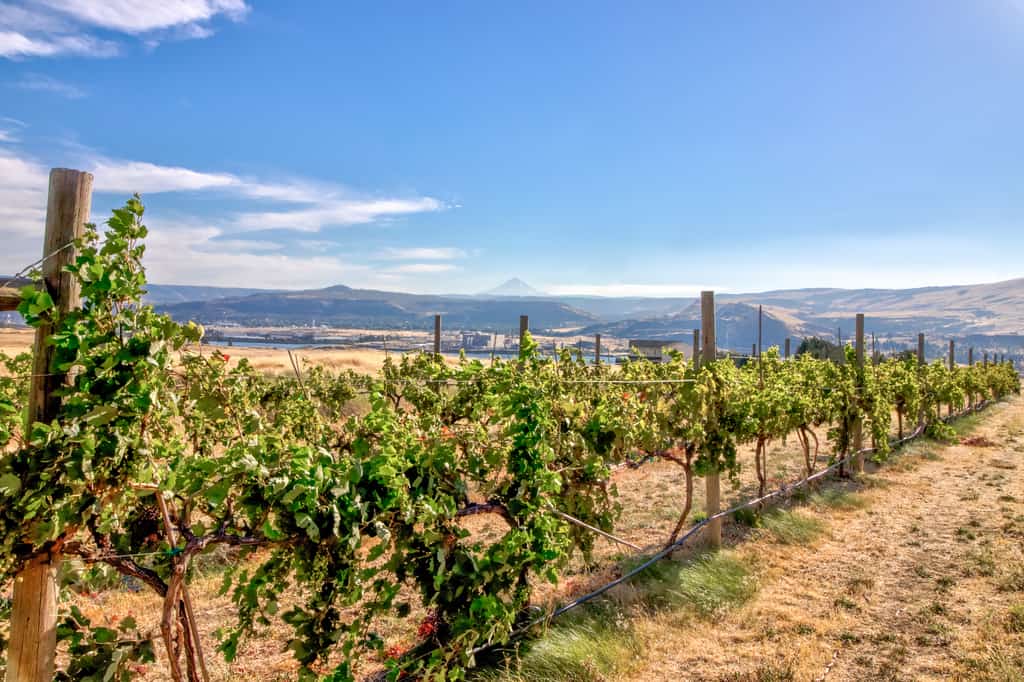 vineyard in the columbia river gorge area