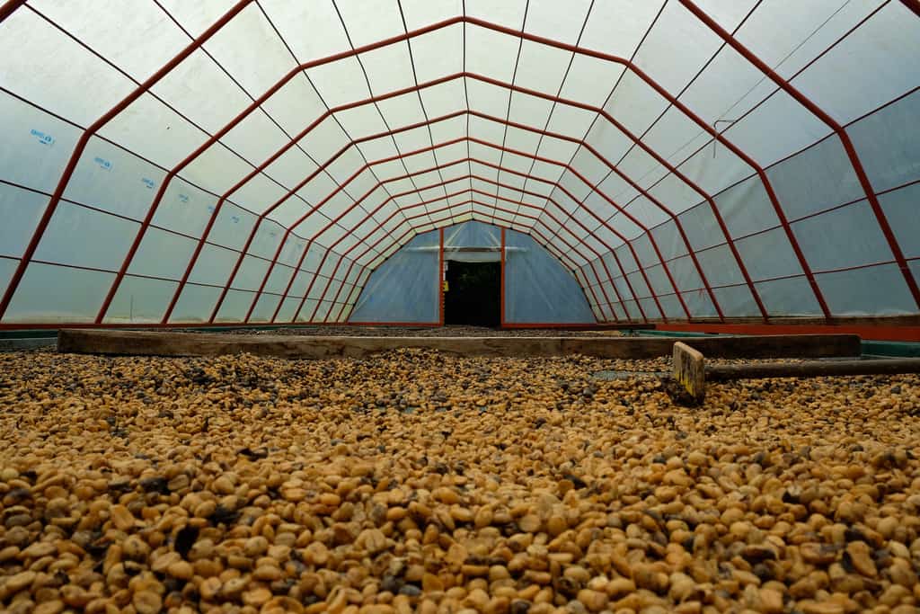 a green house used to harvest coffee beans