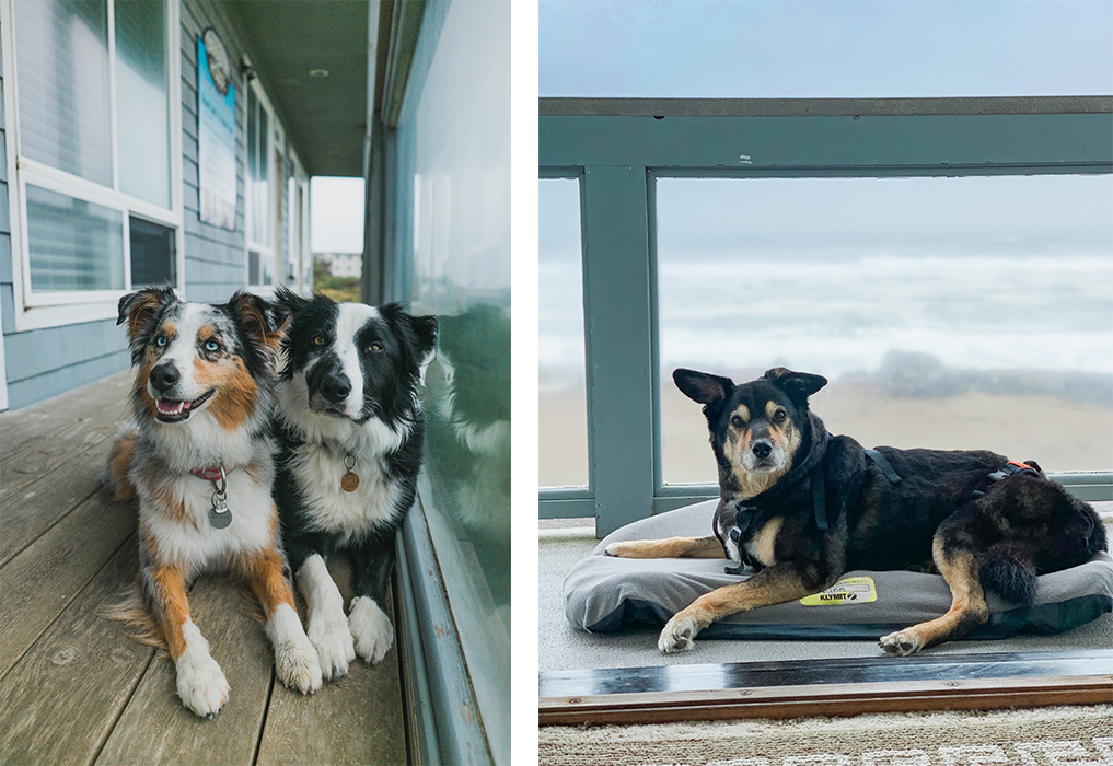 Dogs laying on a house deck.