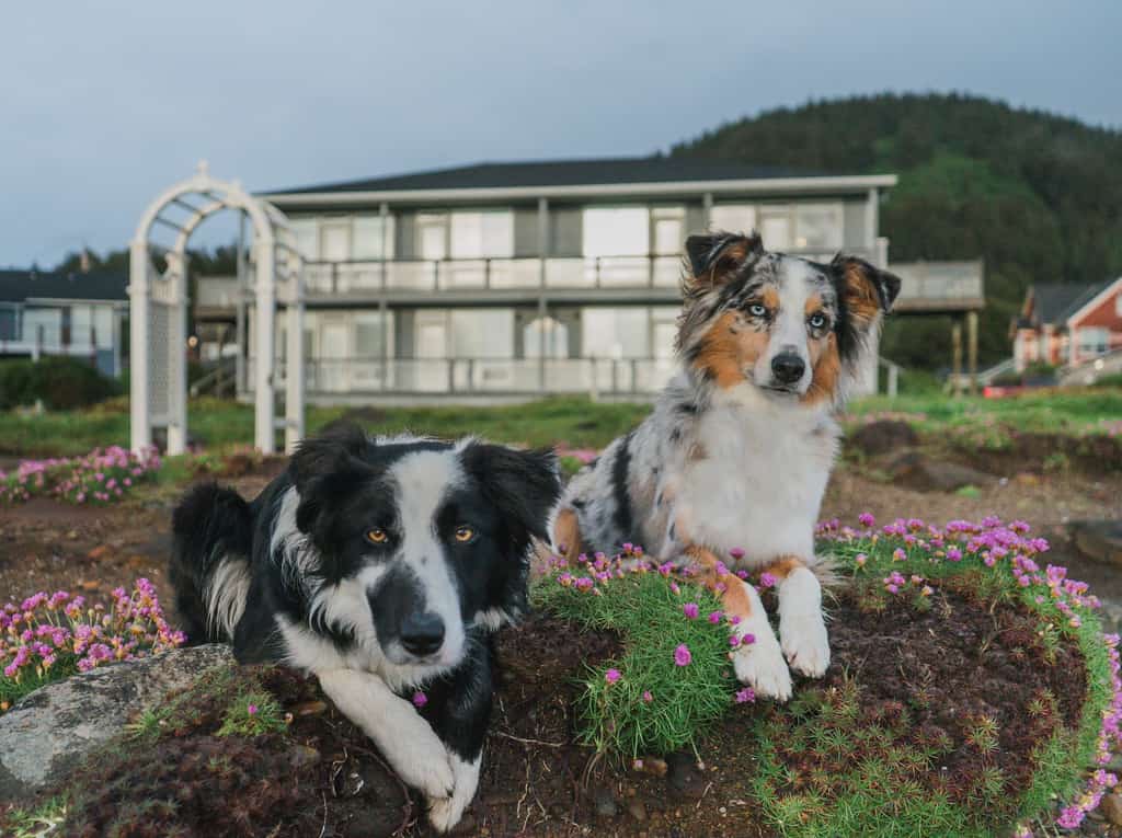 Two dogs on the Oregon coast