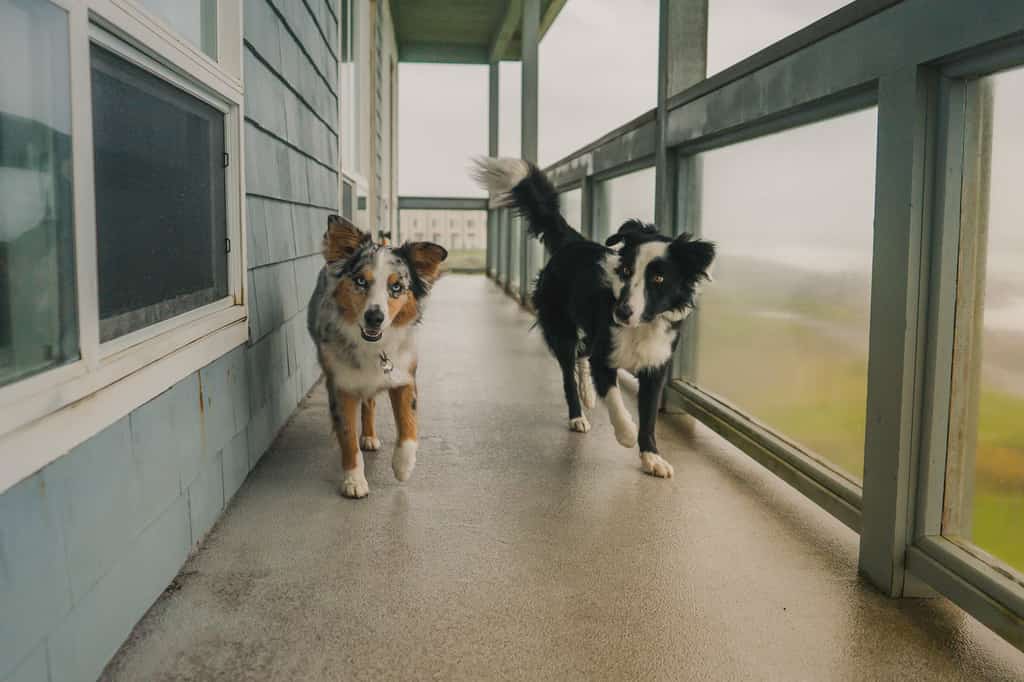 Two dogs at a pet-friendly Oregon coast vacation rental
