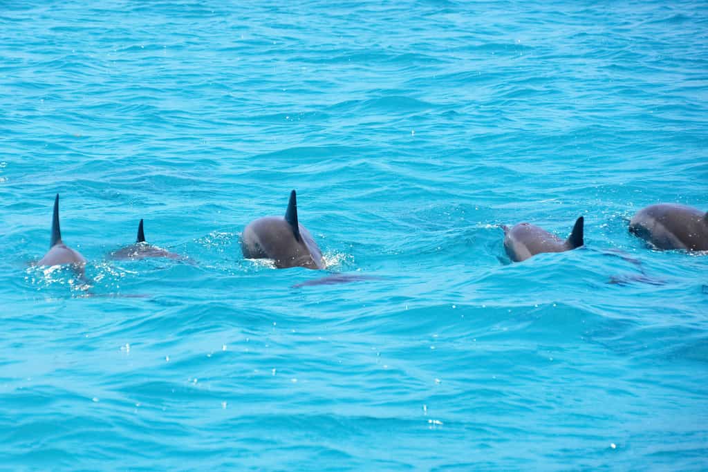 Dolphins swimming in the ocean.