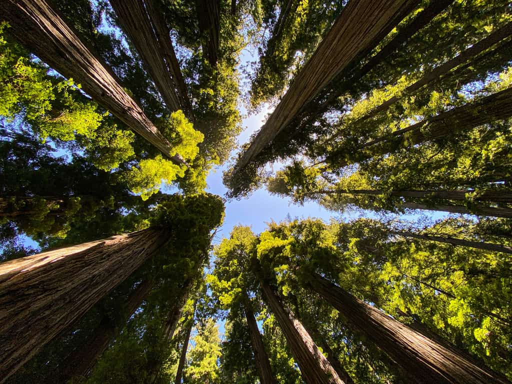 Redwoods