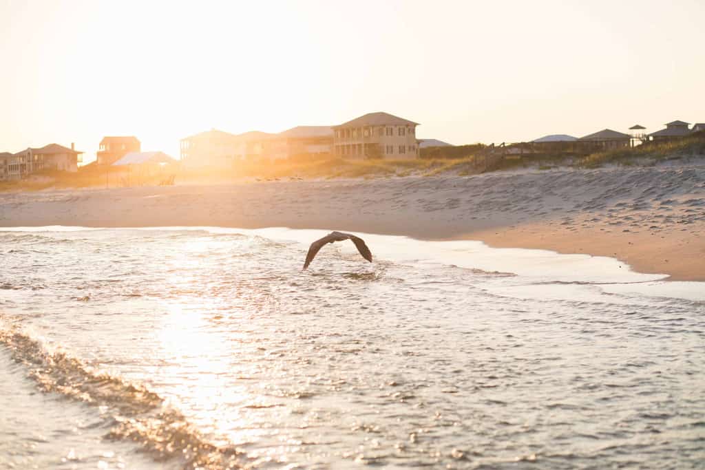 a bird flies over high tide in Gulf Shores