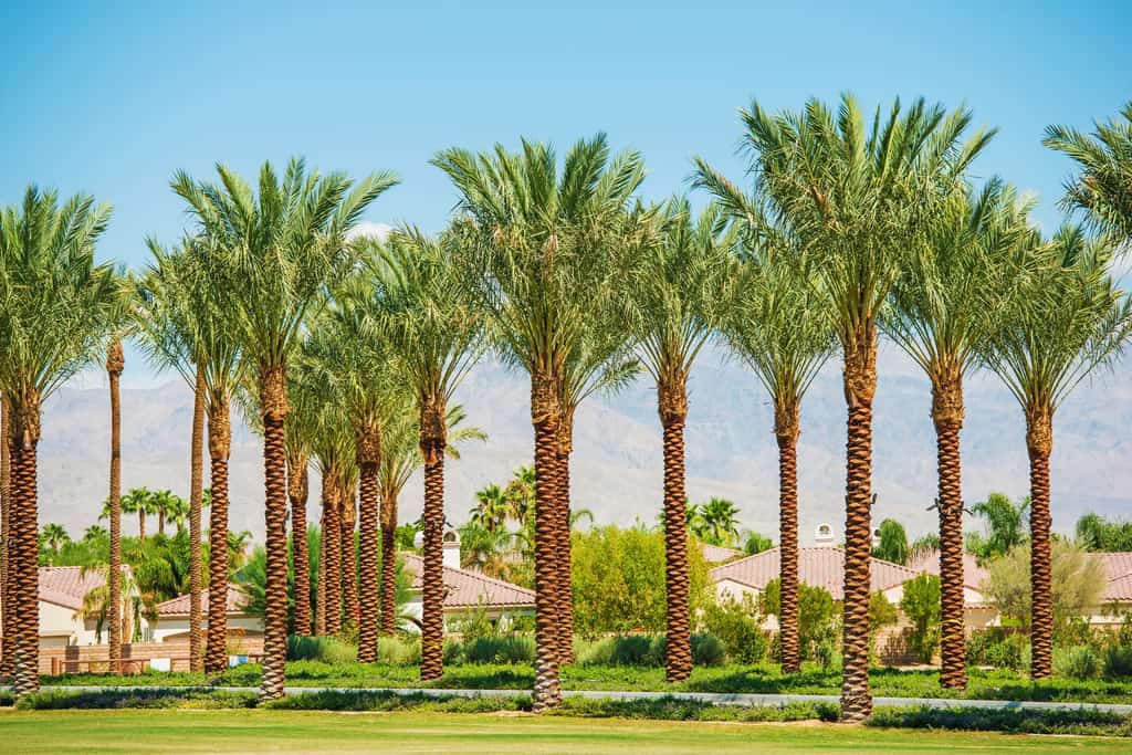 Palm trees in California