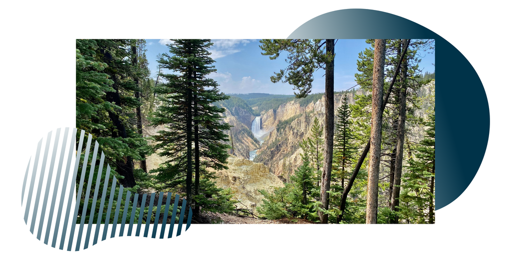 trees and cliffs in yellowstone