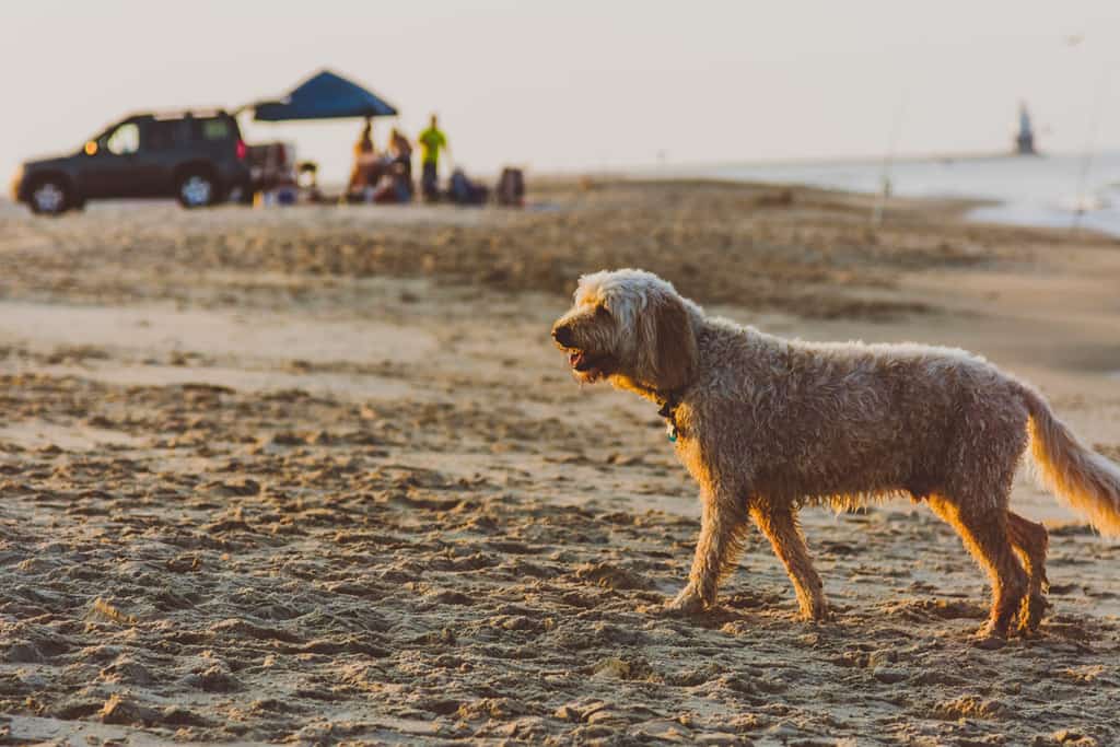Rehoboth Beach dog