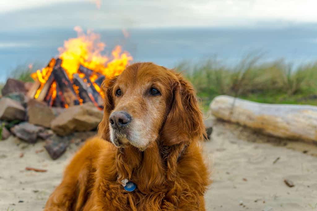 A dog hanging out by a campfire.