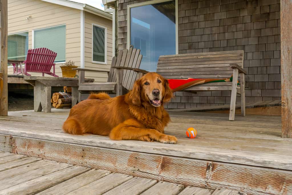 A golden retriever sitting on the porch of an Oregon Coast beach house