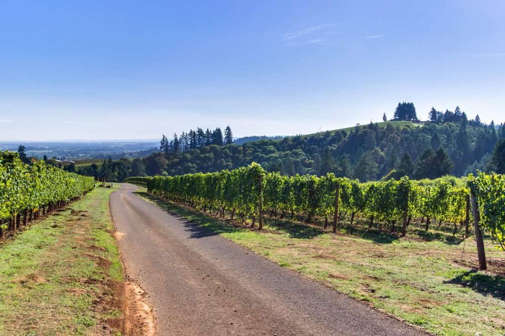 A paved road through a large vineyard