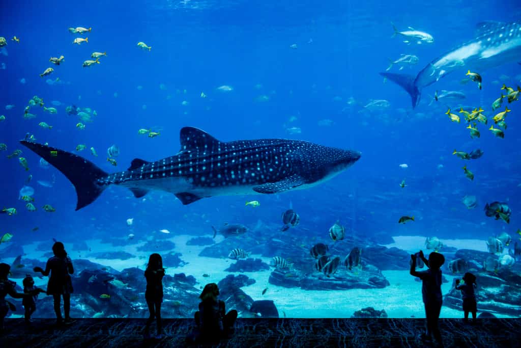 Shark