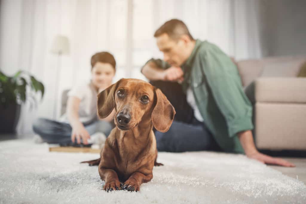 dog next to family playing board games in living area