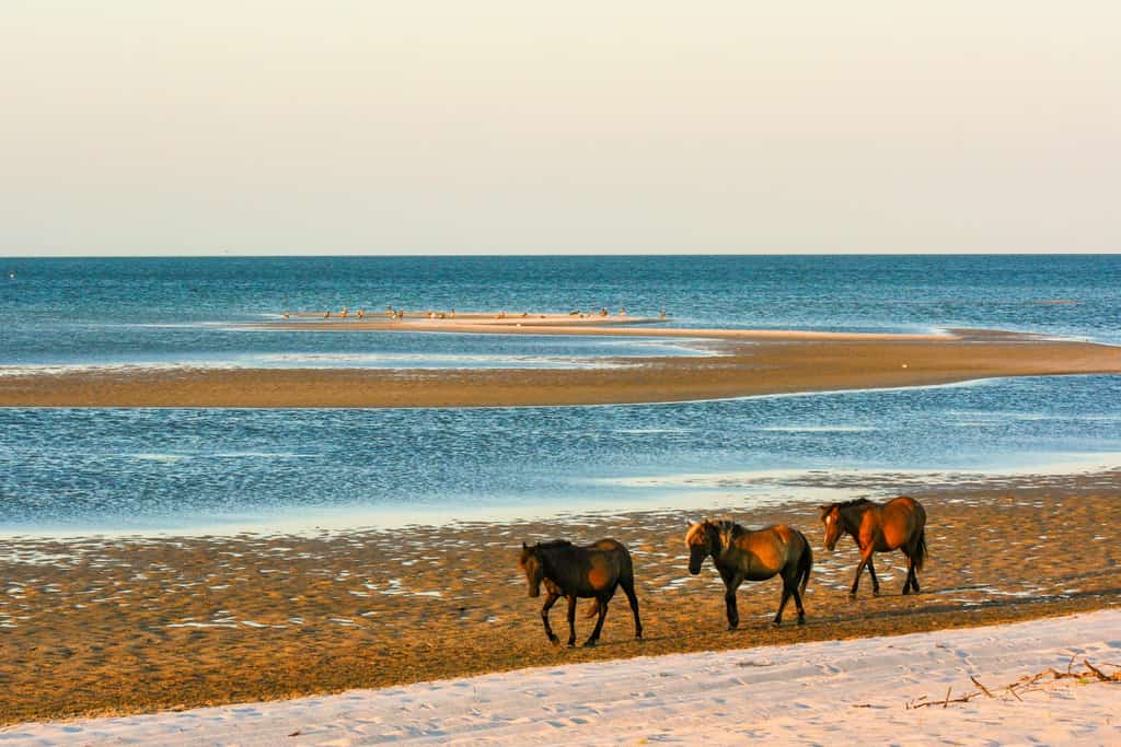 Horses walking on a beach.