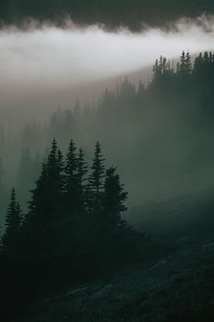 Trees at a spooky time.