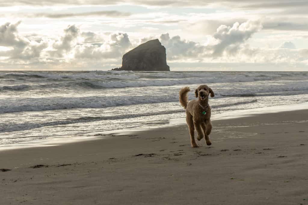 goldendoodle plays on the beach on the coast of Oregon